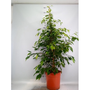 Ficus benja. 'Exotica'
