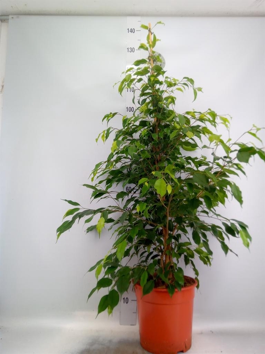<h4>Ficus benja. 'Exotica'</h4>