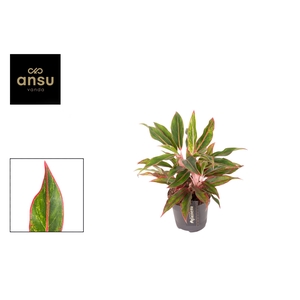 Aglaonema overig