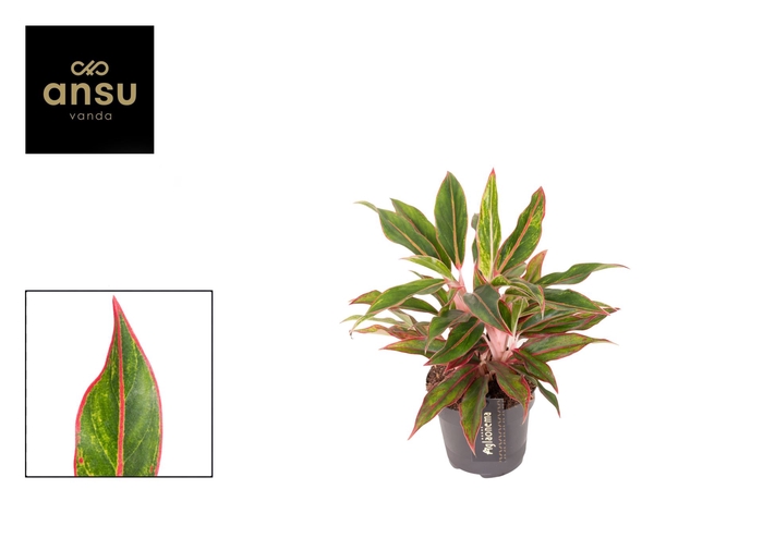<h4>Aglaonema overig</h4>