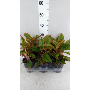 Aglaonema KB 'Jungle Red'