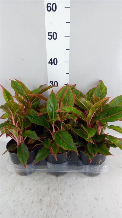 <h4>Aglaonema KB 'Jungle Red'</h4>