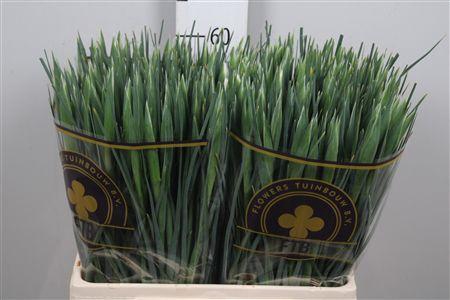 <h4>Iris Casablanca</h4>