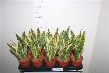 <h4>Sansev Futura Superb</h4>