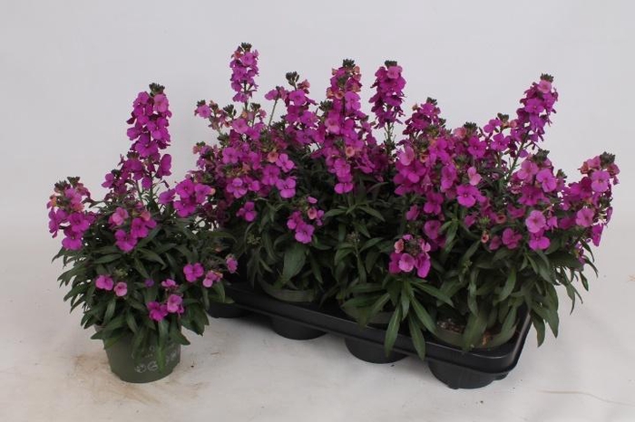 <h4>ERYS LEY PURPLE GLOW</h4>