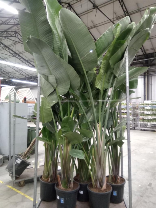 <h4>Strelitzia nicolai</h4>