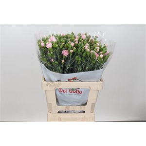 DIANTHUS SP YONGO ROSA