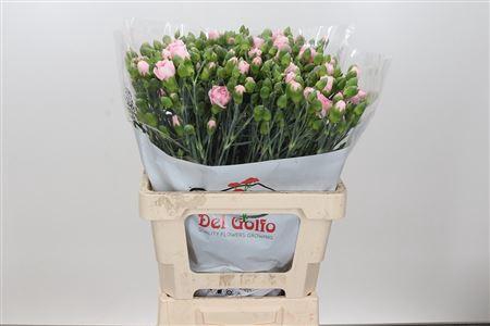 <h4>DIANTHUS SP YONGO ROSA</h4>