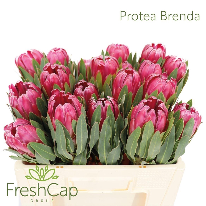 <h4>Protea  'Brenda'</h4>