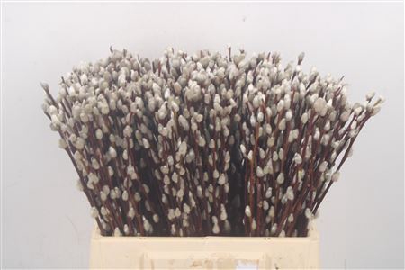 <h4>Salix Magical Silver</h4>