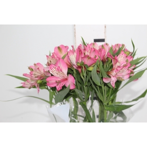 ALSTROEMERIA PAMELA 080 CM