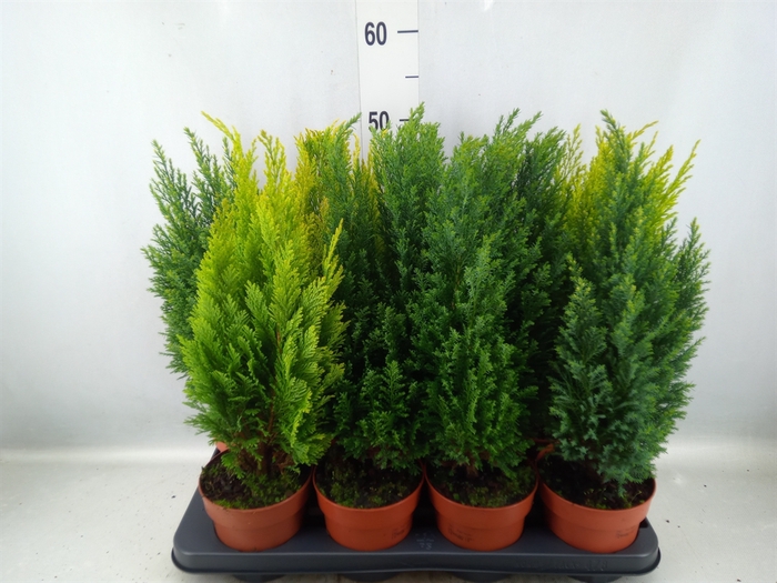 Conifers   ...mix