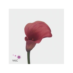 Calla Romance