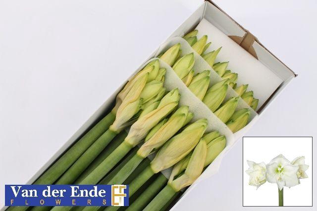 <h4>HIPP GA MONT BLANC</h4>