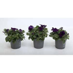 Petunia Famous Blue