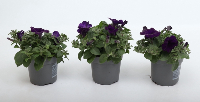 <h4>Petunia Famous Blue</h4>