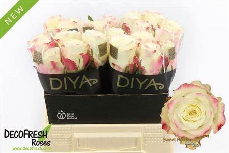 <h4>R Gr Sweet Horizon</h4>