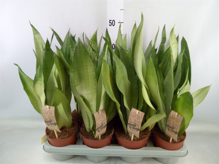 <h4>Sansevieria trifa. 'Moonshine'</h4>