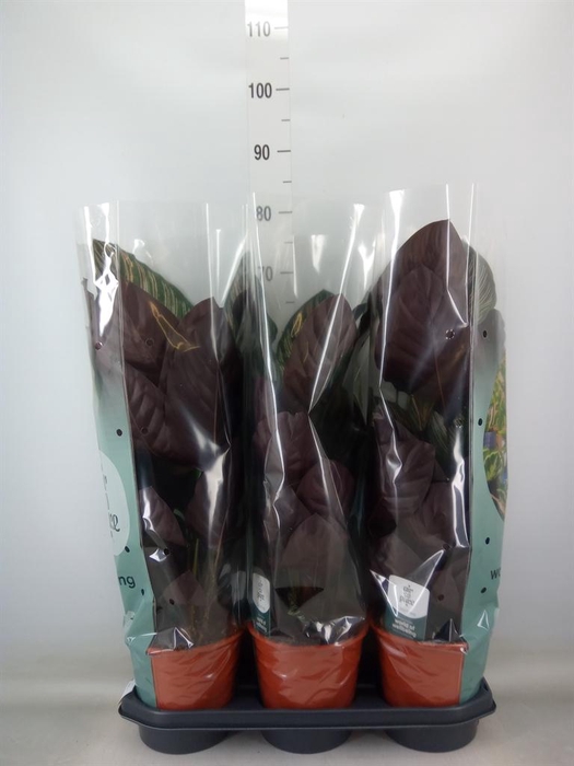 <h4>Calathea sanderiana</h4>