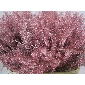 Lepidium Metallic Rood