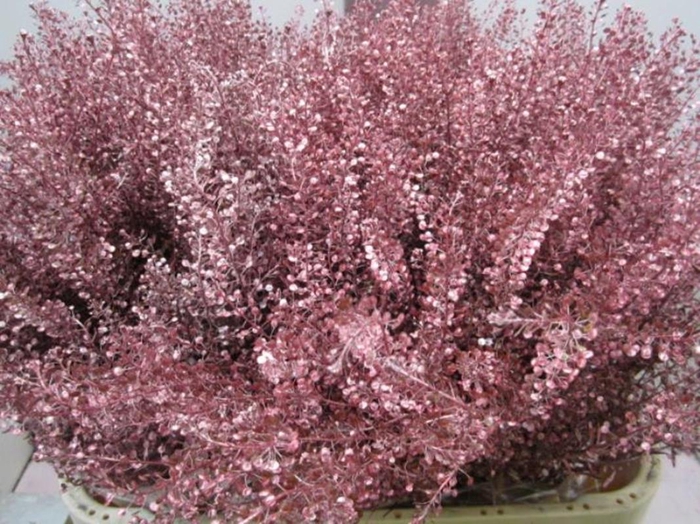 <h4>Lepidium Metallic Rood</h4>