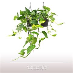 Epipremnum aureum hang