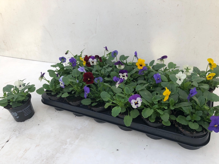 <h4>VIO CO SORBET GEM</h4>