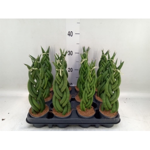 Sansevieria cyl.  ...