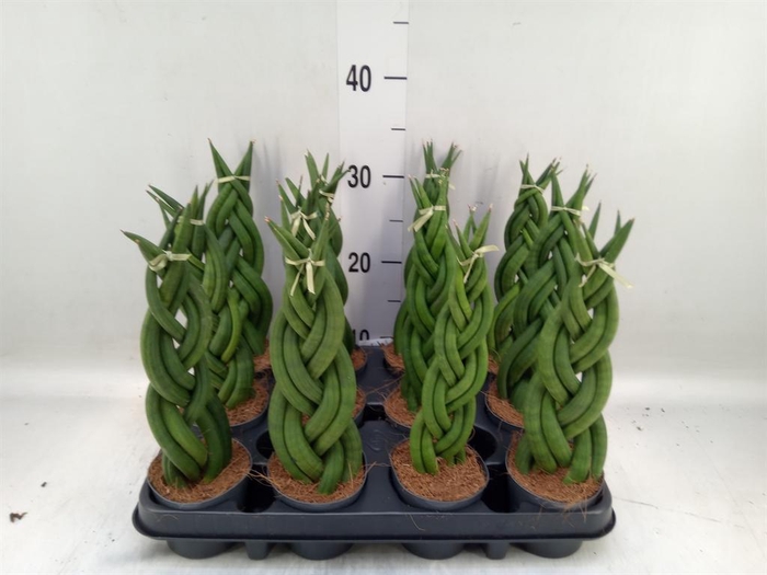 <h4>Sansevieria cyl.  ...</h4>