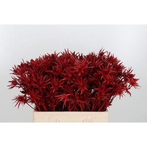 Eryn Orion Kl Bh Rood