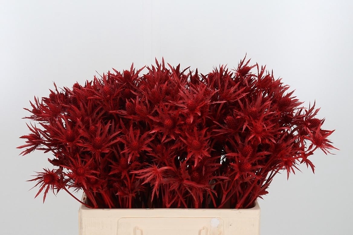 <h4>Eryn Orion Kl Bh Rood</h4>