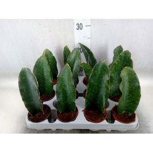 Sansevieria   ...