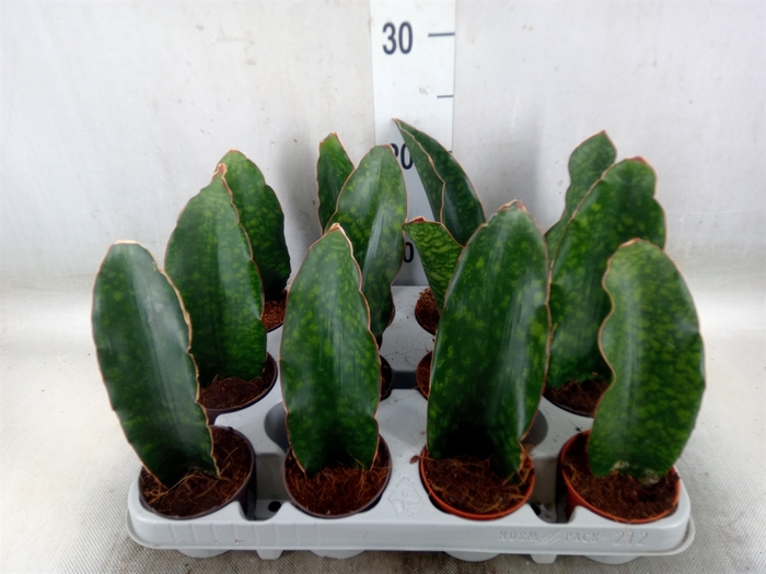 <h4>Sansevieria   ...</h4>