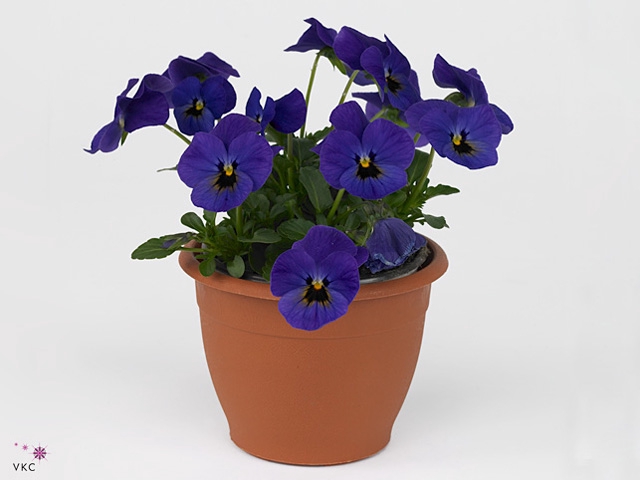 VIO CO SOR XP BLUEBL