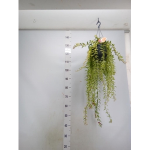 Aeschynanthus  'Bolero Bicolore'