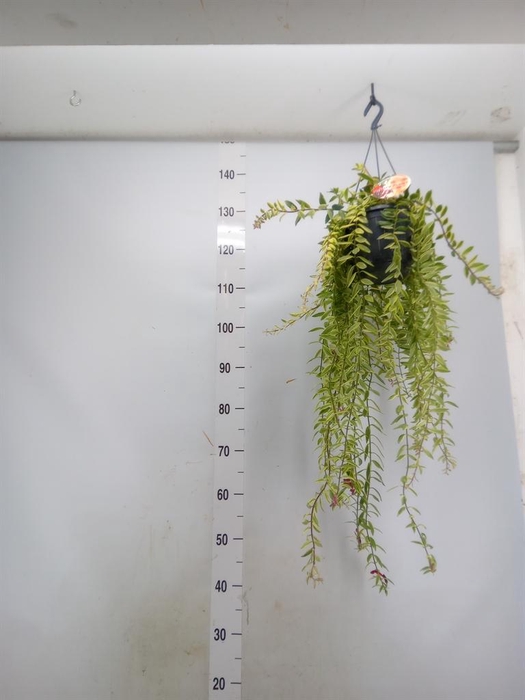 <h4>Aeschynanthus  'Bolero Bicolore'</h4>