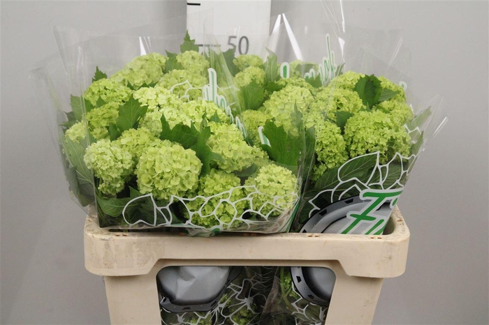 <h4>Viburnum Roseum St 4+</h4>