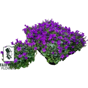 CAMP POR BLU GET MEE