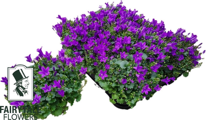 <h4>CAMP POR BLU GET MEE</h4>