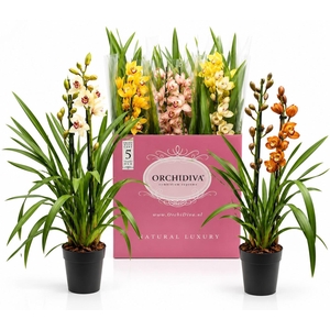 Cymbidium kleuren mix 2 tak