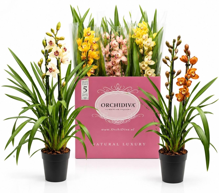 <h4>Cymbidium kleuren mix 2 tak</h4>
