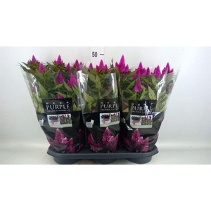 Celosia arg. SP 'Deep Purple'