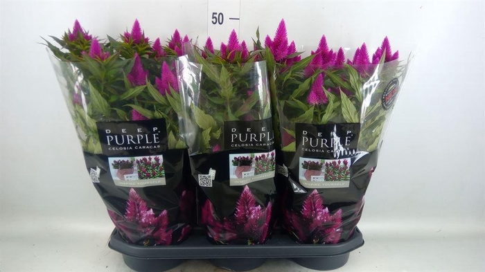 <h4>Celosia arg. SP 'Deep Purple'</h4>
