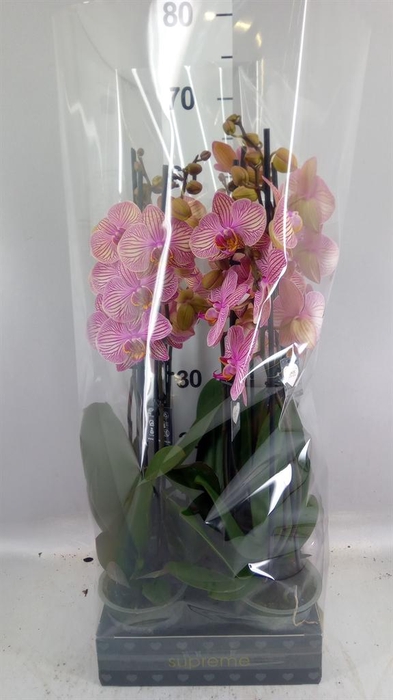 <h4>Phalaenopsis  'Jupiter'</h4>