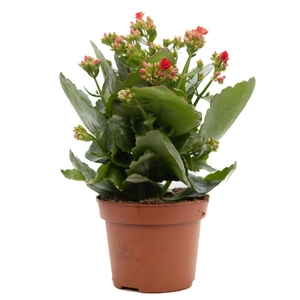 Kalanchoe red P&PURE Collection