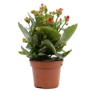 Kalanchoe red P&PURE Collection