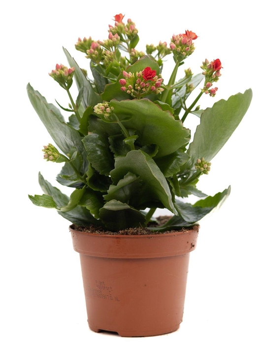 <h4>Kalanchoe red P&PURE Collection</h4>