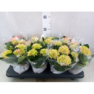 Hydrangea mac. 'Magical Revolution'