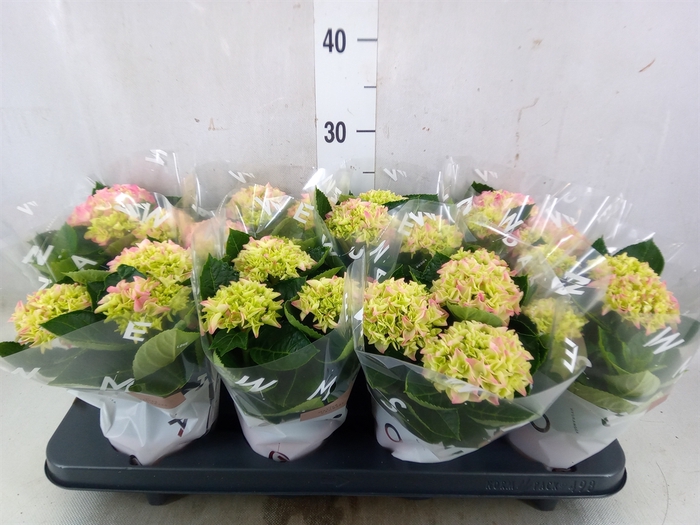 <h4>Hydrangea mac. 'Magical Revolution'</h4>