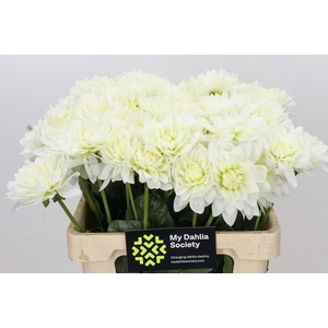 DAHLIA  'KARMA MAARTEN ZWAAN'